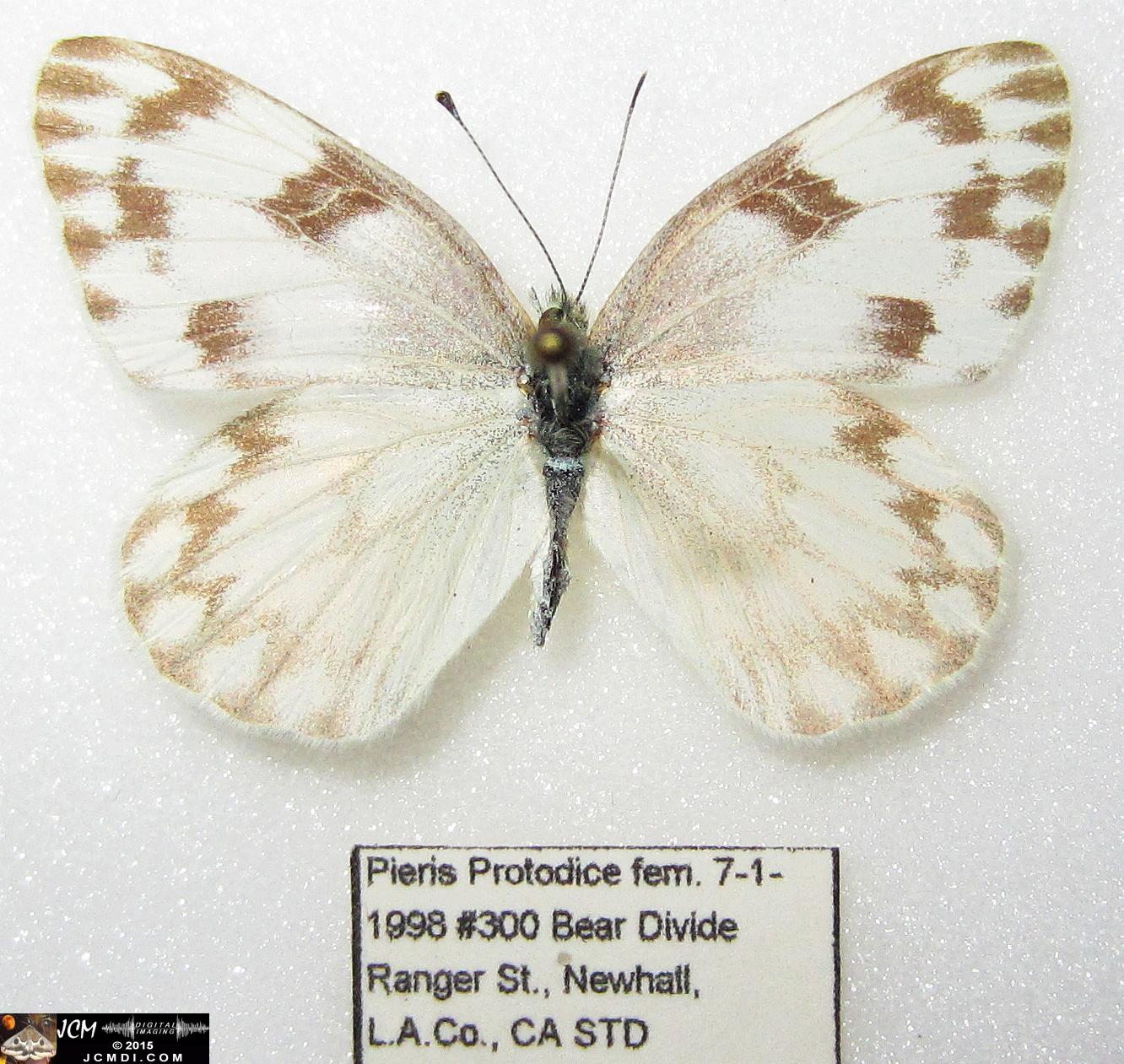 Checkered White Butterfly (Pieris protodice) female